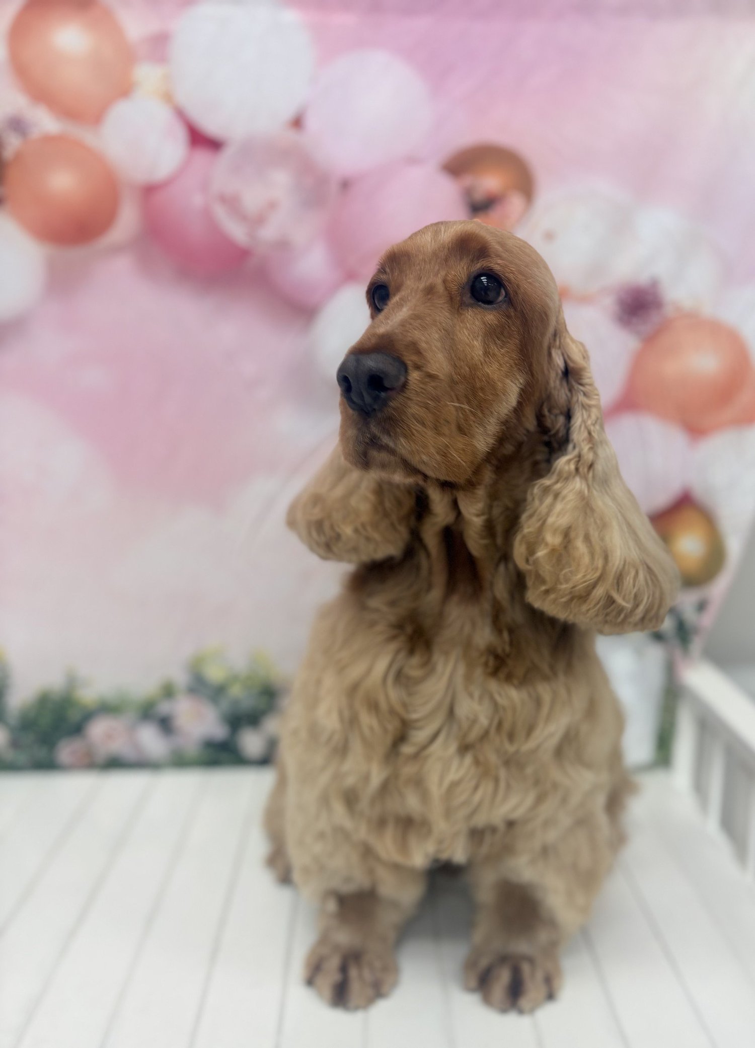 Golden cocker spaniel sitting pretty after a groom at The Dapper Dog