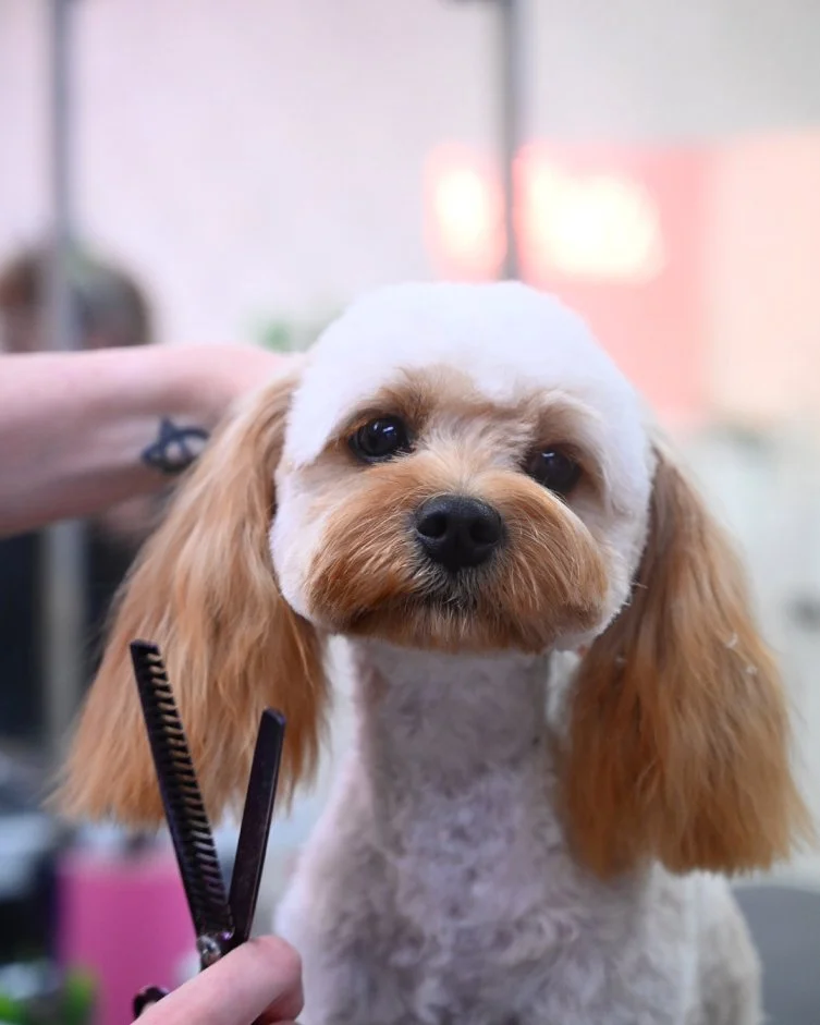 A small dog being hand-scissored during a groom at The Dapper Dog