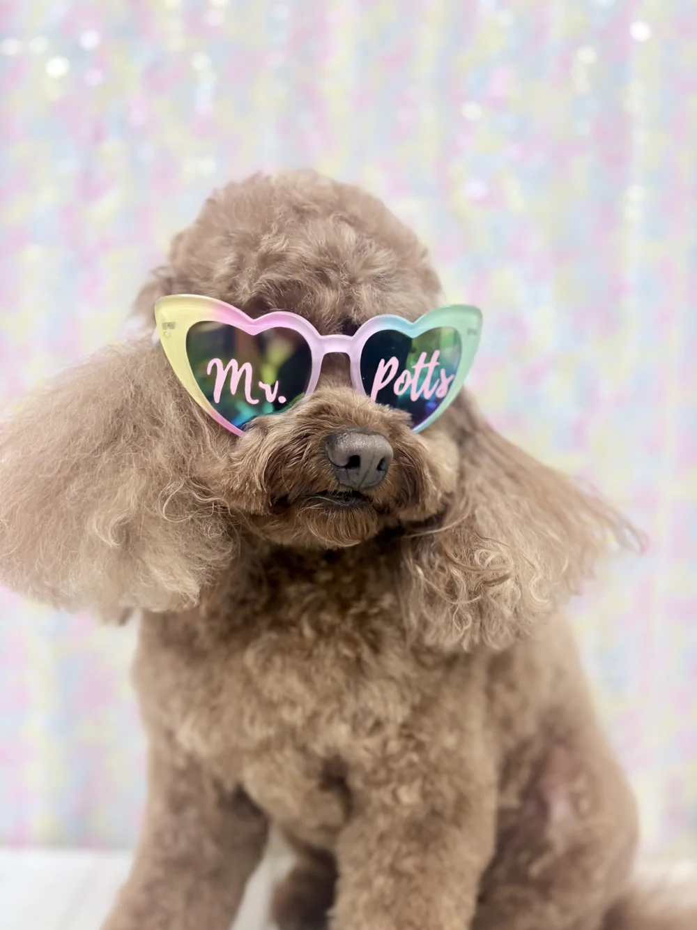 Small groomed dog wearing sunglasses at The Dapper Dog